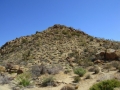 Joshua Tree NP